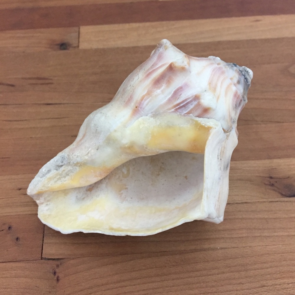 Beautiful Real Seashell - Picture 5 of 12
